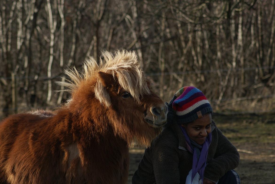 Shetlænder Pedro (givet væk) - Min veninde med Pedro:P billede 2