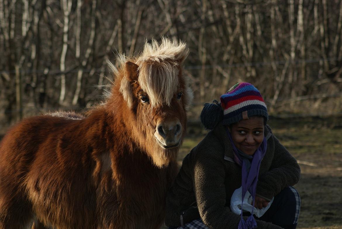 Shetlænder Pedro (givet væk) billede 16