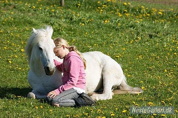 Welsh Pony (sec B) Balou billede 16