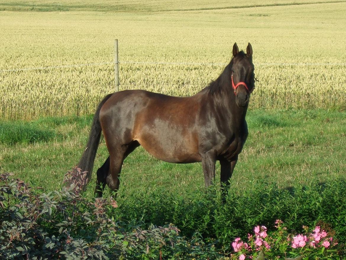 Dansk Varmblod Aki-Line *Part* - Sommeren 2011 billede 1