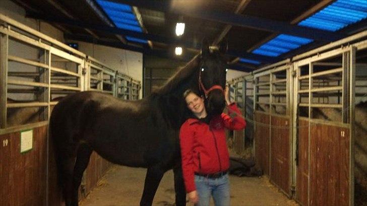 Dansk Varmblod Aki-Line *Part* - Aki og Katja billede 2