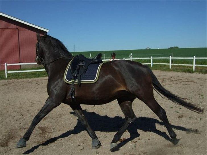 Dansk Varmblod Aki-Line *Part* billede 3