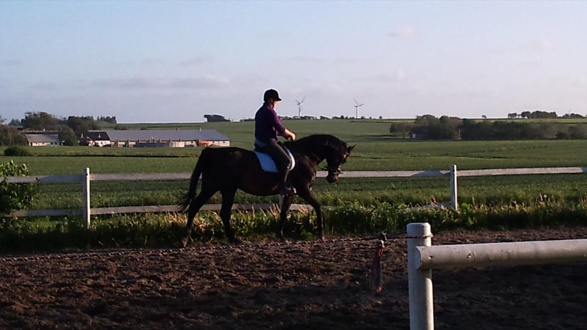 Dansk Varmblod Aki-Line *Part* - Aki og Stine billede 4