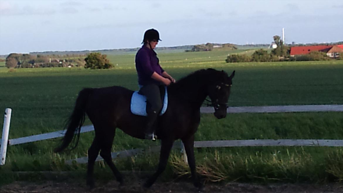 Dansk Varmblod Aki-Line *Part* - Aki og Stine billede 5