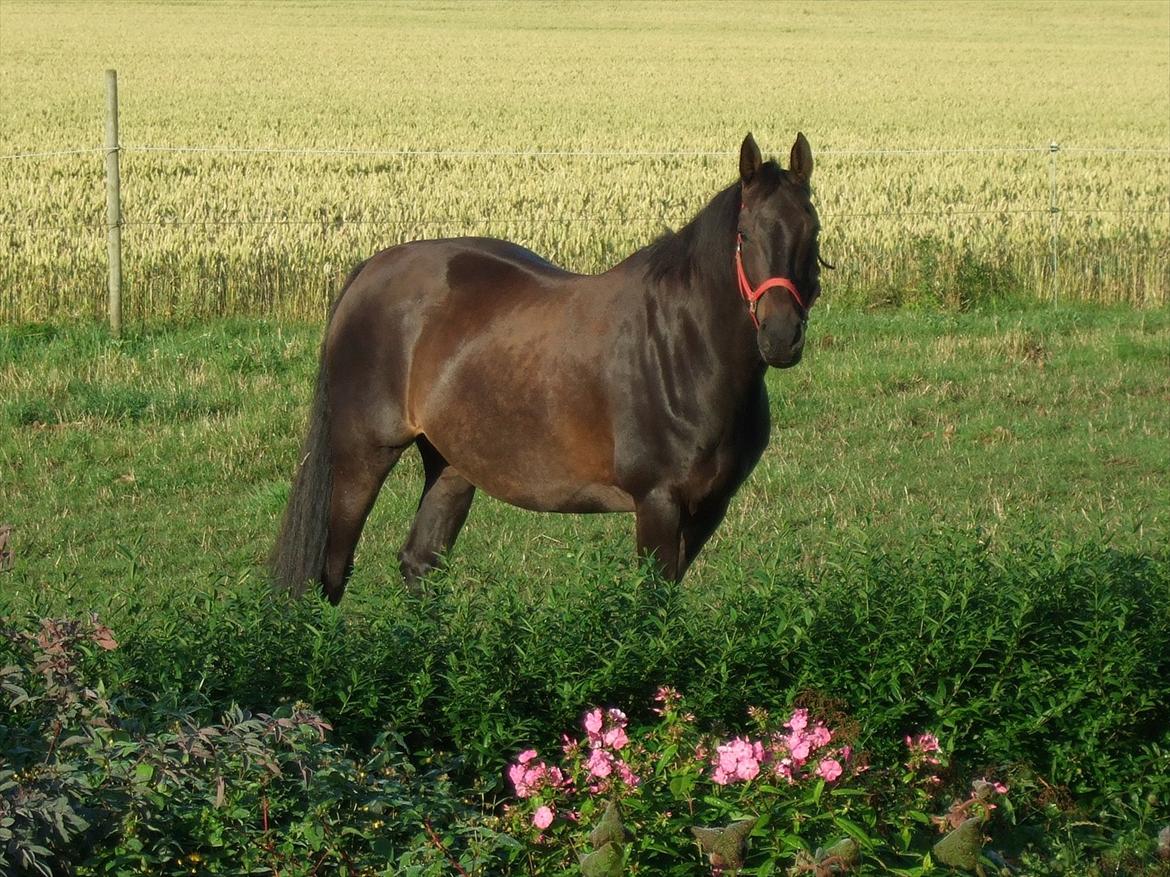 Dansk Varmblod Aki-Line *Part* - Sommeren 2011 billede 6