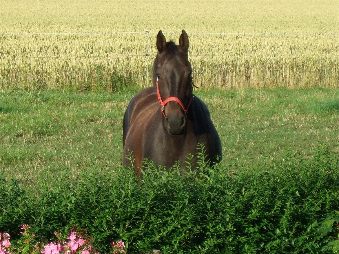 Dansk Varmblod Aki-Line *Part* - Sommeren 2011 billede 7