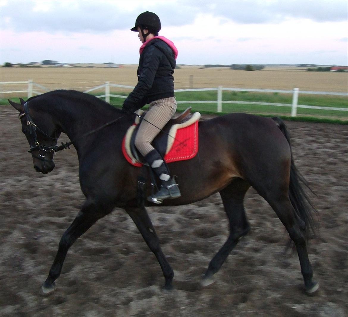 Dansk Varmblod Aki-Line *Part* - September 2011 - Aki og Mig  billede 8