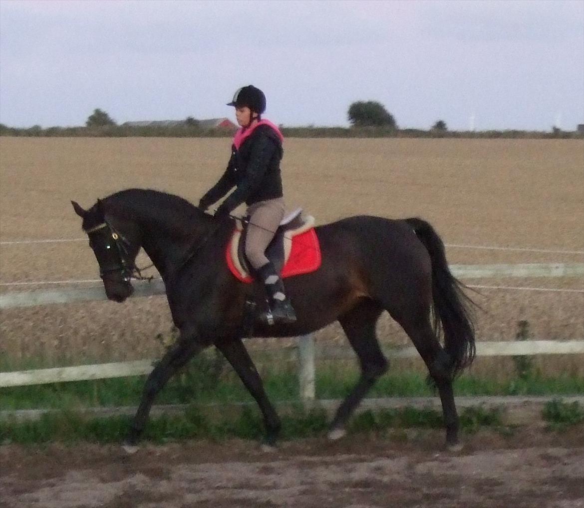 Dansk Varmblod Aki-Line *Part* - September 2011 - Aki og Mig  billede 9