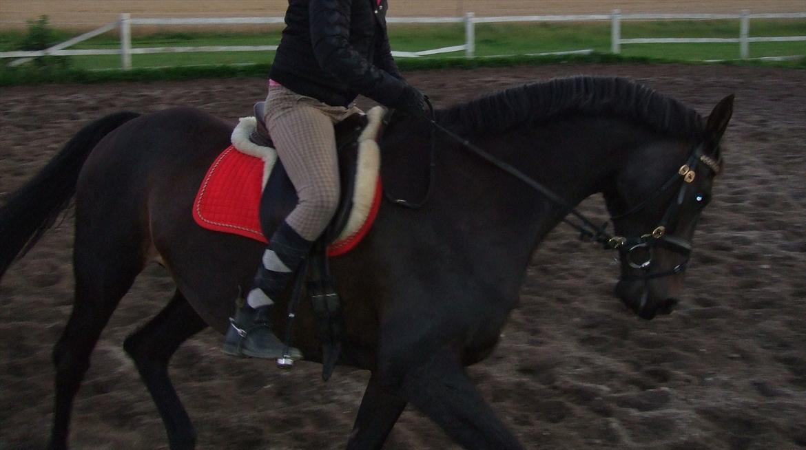 Dansk Varmblod Aki-Line *Part* - September 2011 - Aki og Mig  billede 10