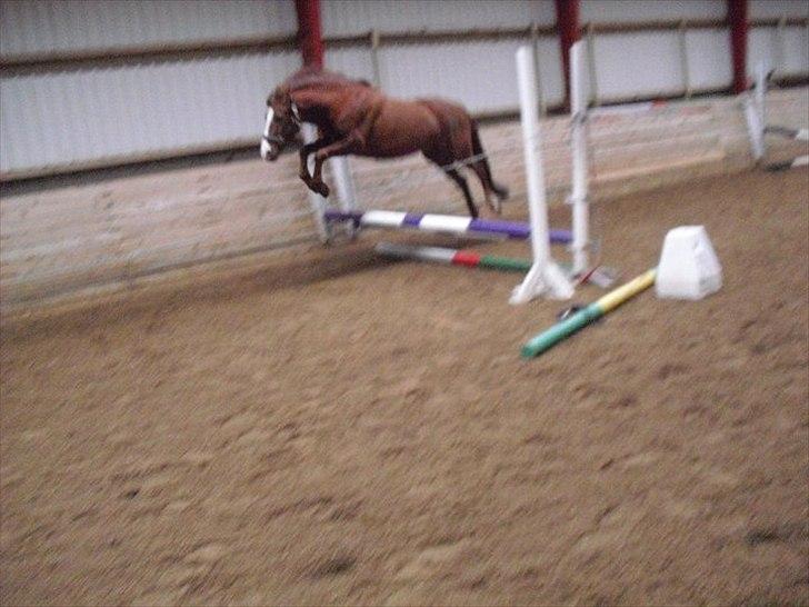 New Forest Damgårds Maja billede 8