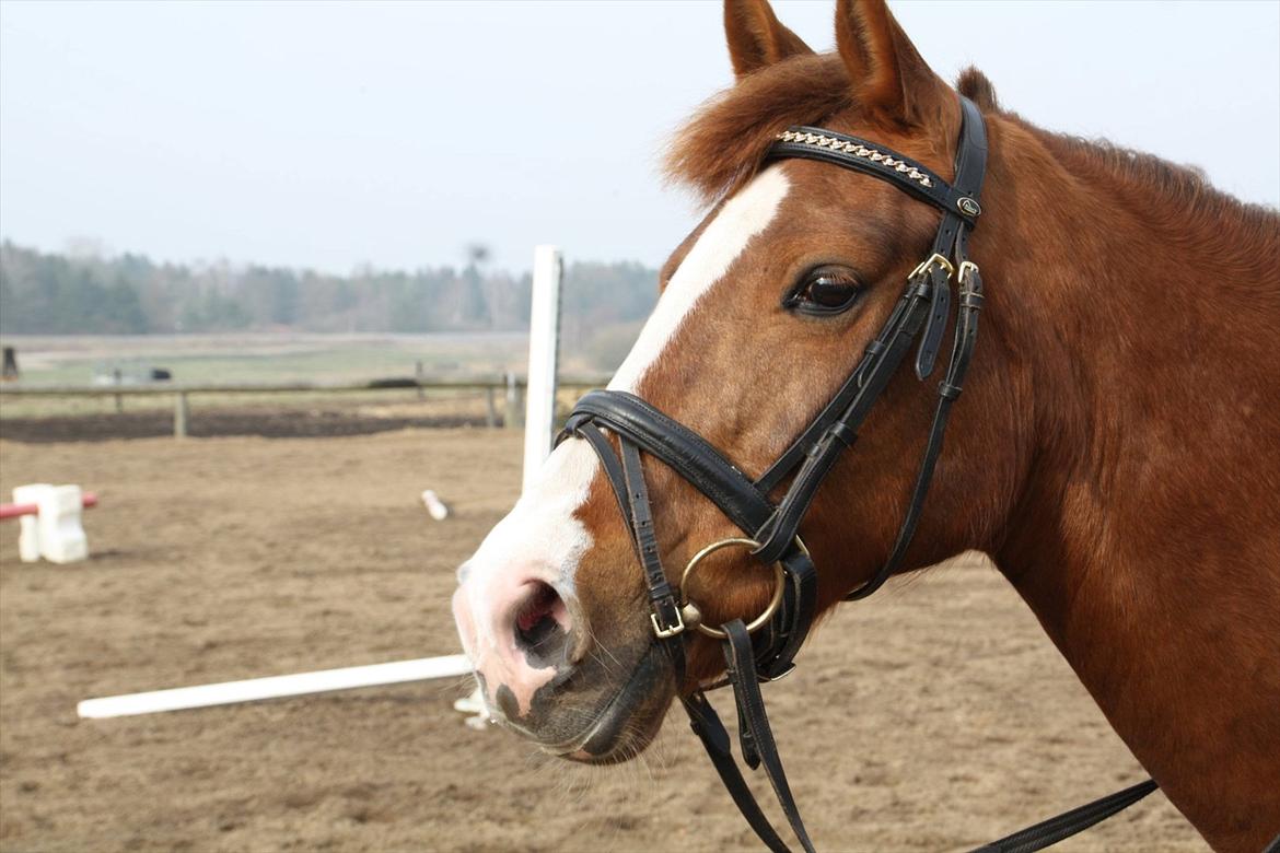 New Forest Damgårds Maja billede 7