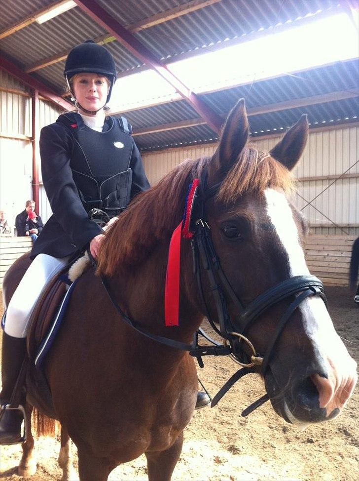 New Forest Damgårds Maja billede 4