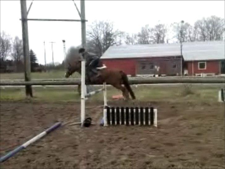 New Forest Damgårds Maja billede 12