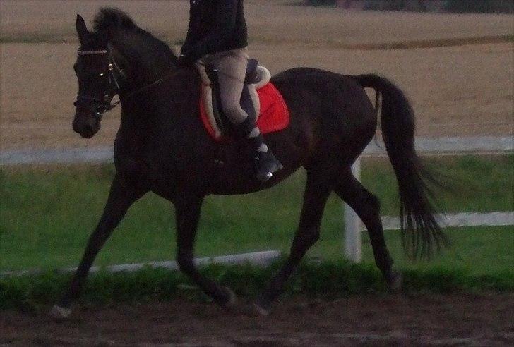 Dansk Varmblod Aki-Line *Part* - September 2011 - Aki og Mig billede 11