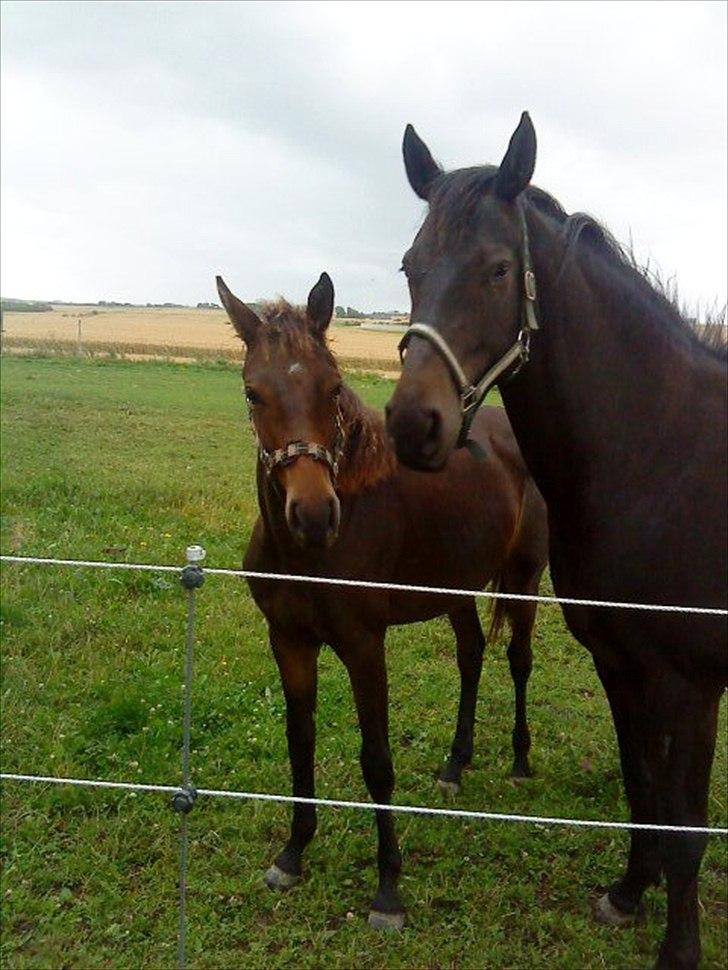 Dansk Varmblod Aki-Line *Part* - Aki med sit føl Pari-Queen, godt nok ikke helt føl længere, hun bliver 3 i år (:  billede 12