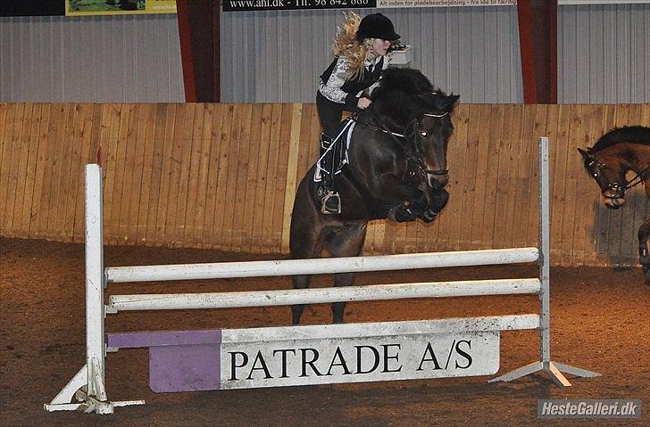 Anden særlig race Felix - B-pony - Hjallerup!  Febuar 2012 <3 billede 17