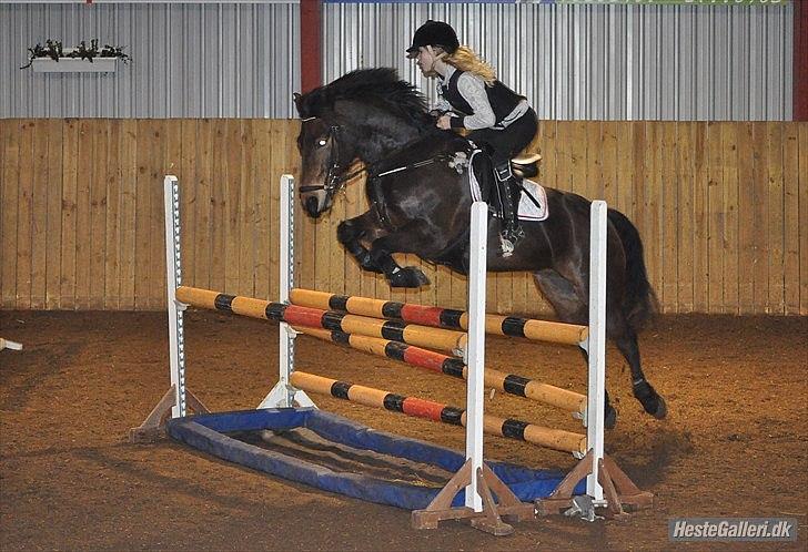 Anden særlig race Felix - B-pony - Hjallerup!  Febuar 2012 <3 billede 18