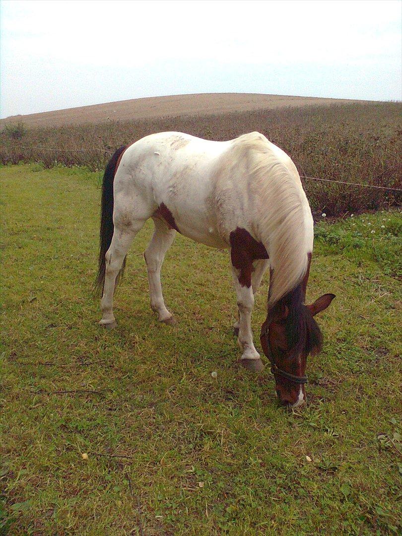 Anden særlig race Twister - Twister på fold. billede 20