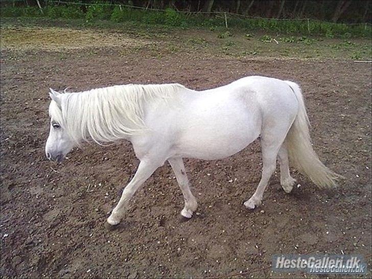 Anden særlig race Coco - Coco på fold

Fotograf : Louise billede 2