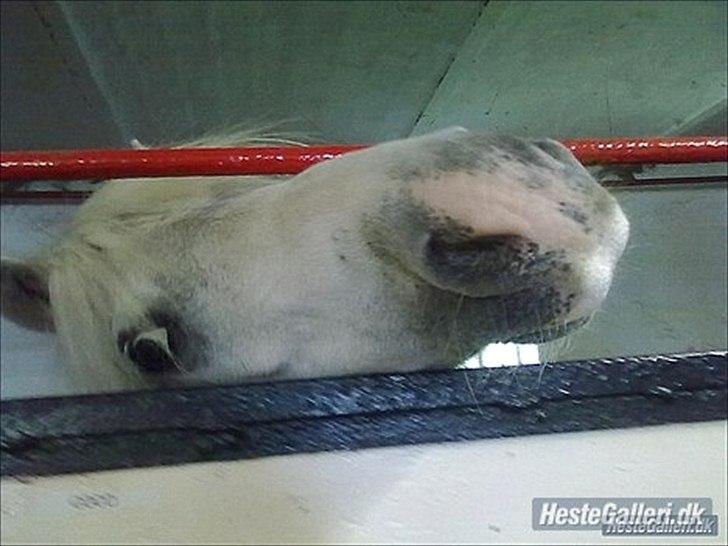 Anden særlig race Coco billede 6