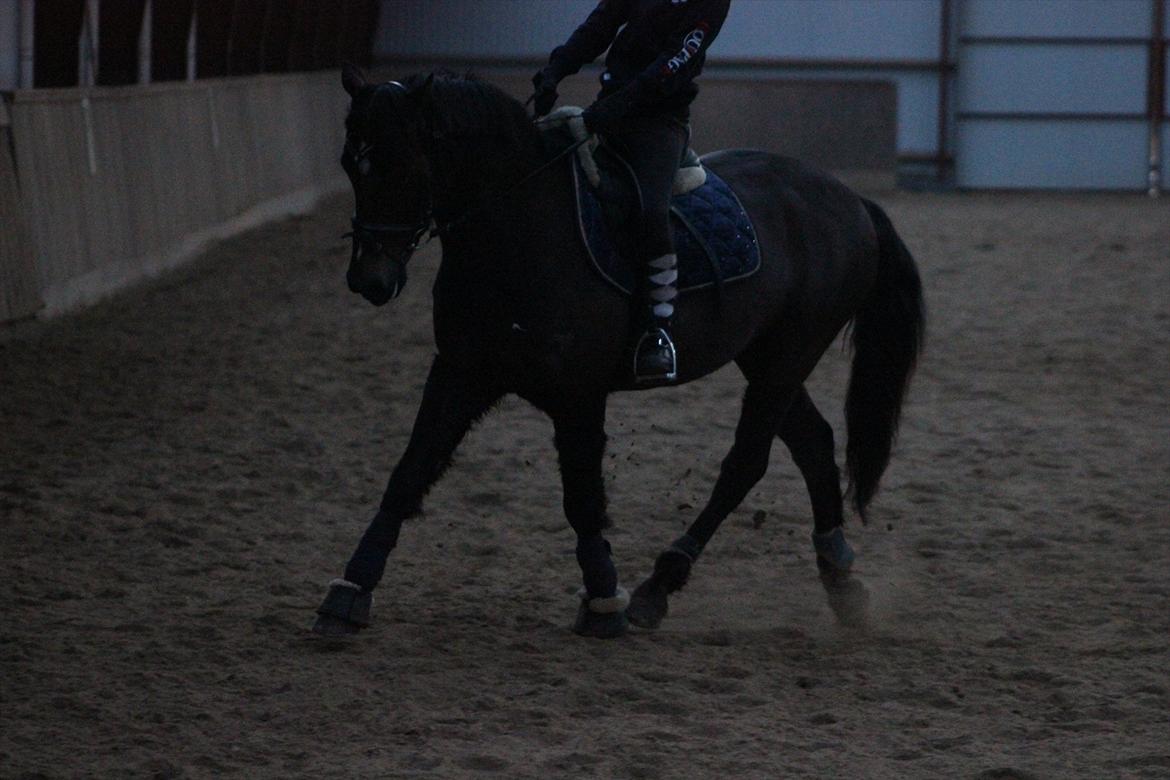 Tysk Sportspony Patriot  - Sikken en tynd hest, med nogle flotte slanke ben ! billede 3