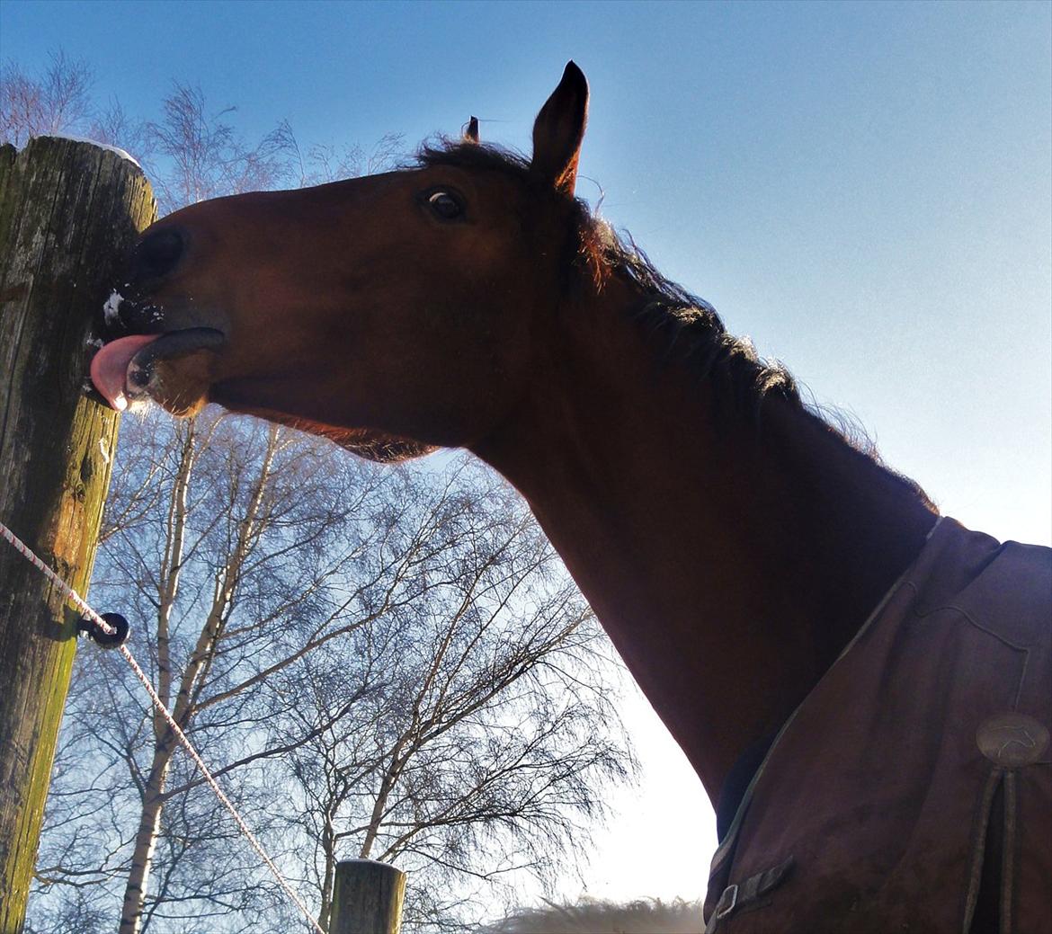 Hannoveraner Bjergdalens Michelin Star billede 4