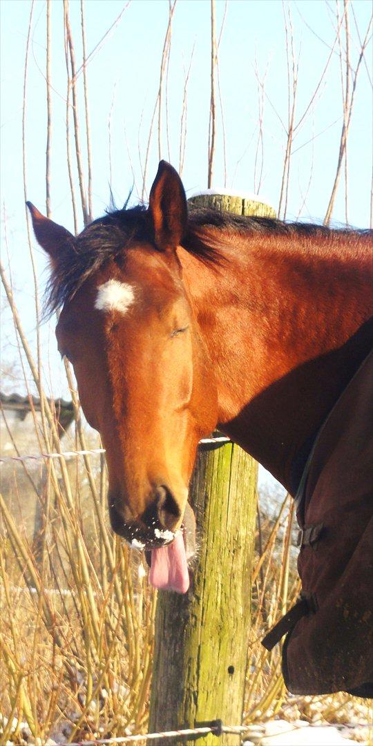 Hannoveraner Bjergdalens Michelin Star billede 2