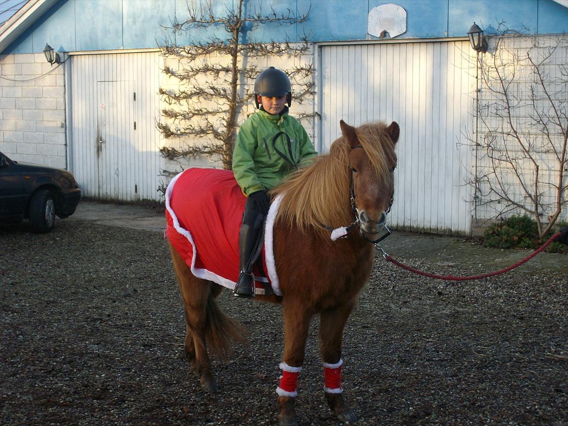 Islænder Frida billede 17