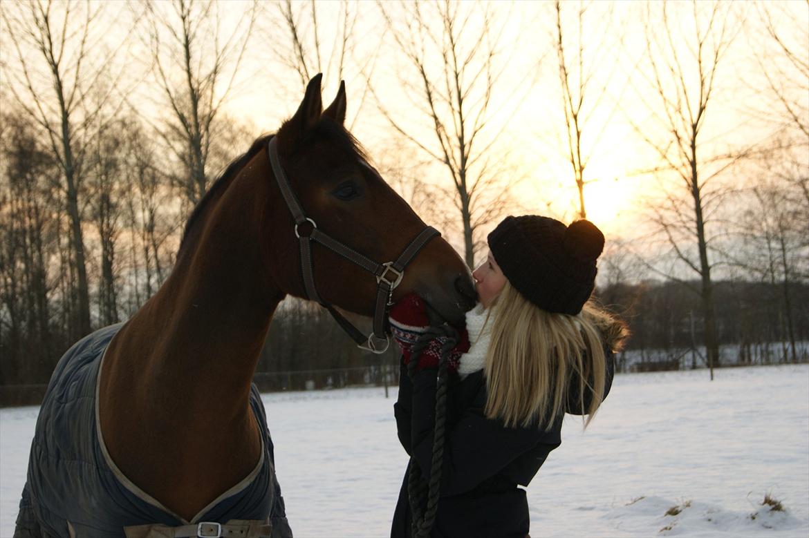 New Forest Houmarks Arcibald billede 10