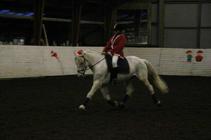 Connemara Columbus - LA kür 2011
- nissestævne. billede 14