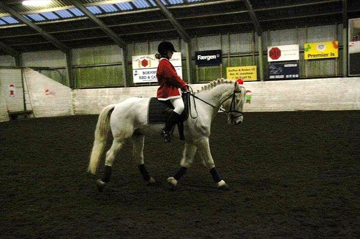 Connemara Columbus - LA kür 2011
- nissestævne. billede 15