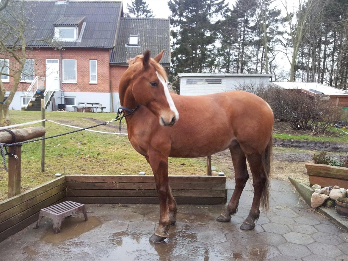 Frederiksborg Kirkebakkens Amalie Rex - Smukke Amalie den 22/2-2012 :) billede 11