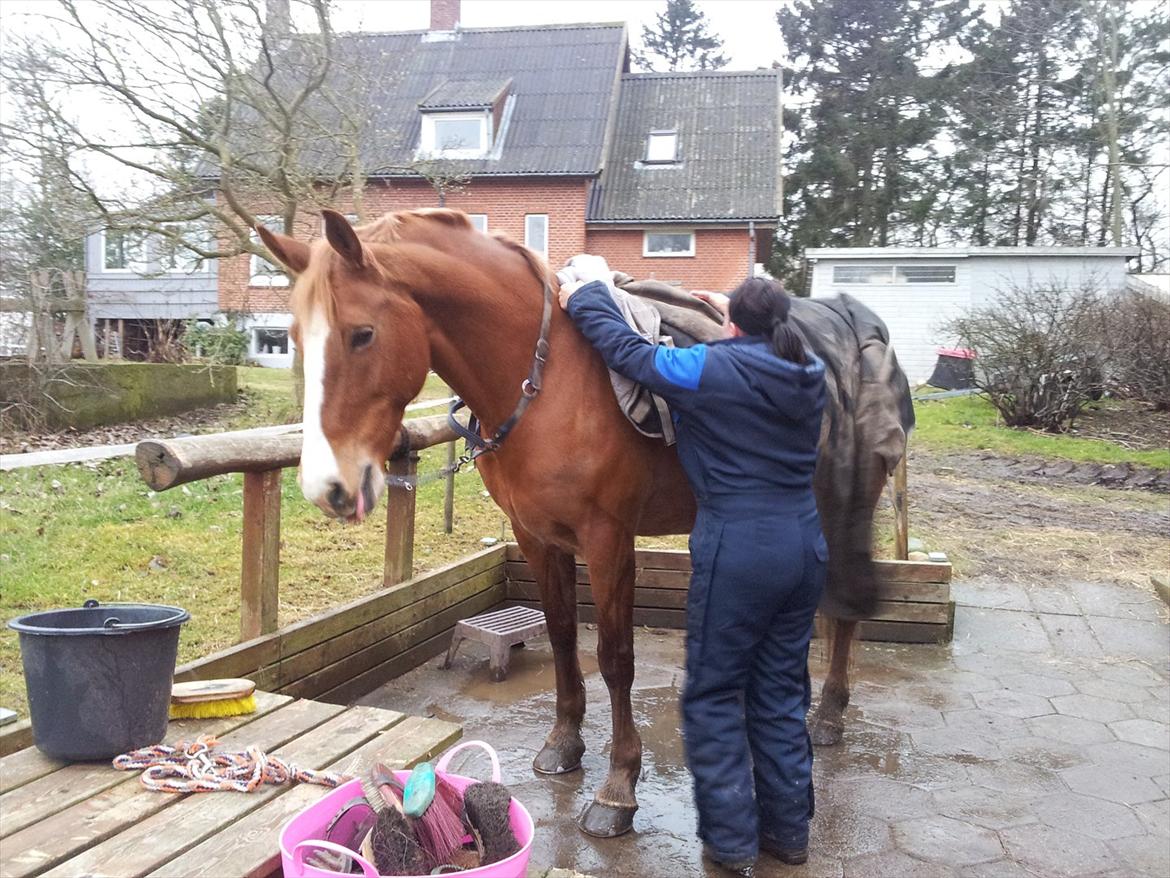 Frederiksborg Kirkebakkens Amalie Rex - Får dækken på den 22/2-2012 billede 12