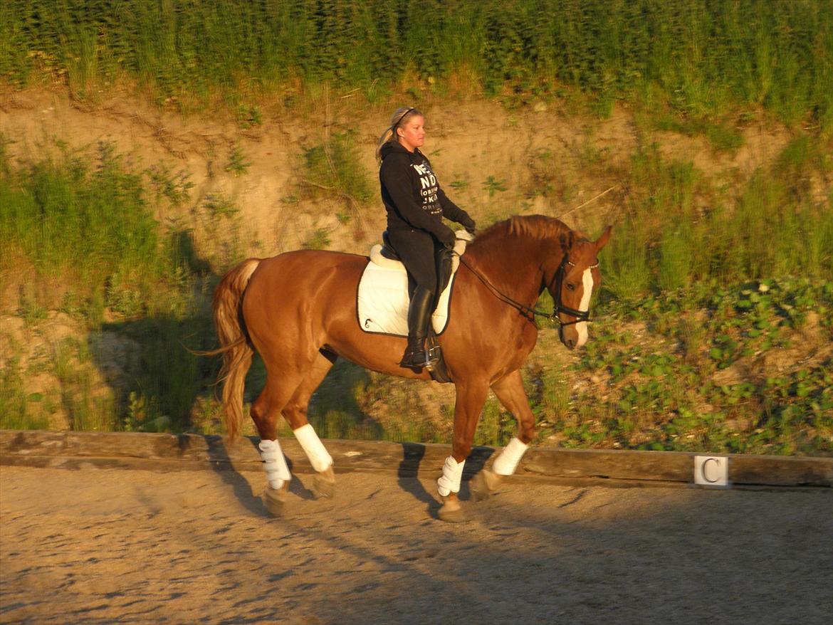 Frederiksborg Kirkebakkens Amalie Rex - Dressur en sen sommer aften :) billede 14