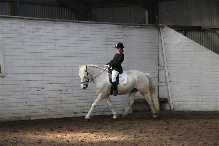 Connemara Columbus - LA1 2011 billede 17