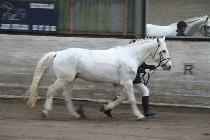 Connemara Columbus - BM mønstring 2012 billede 19