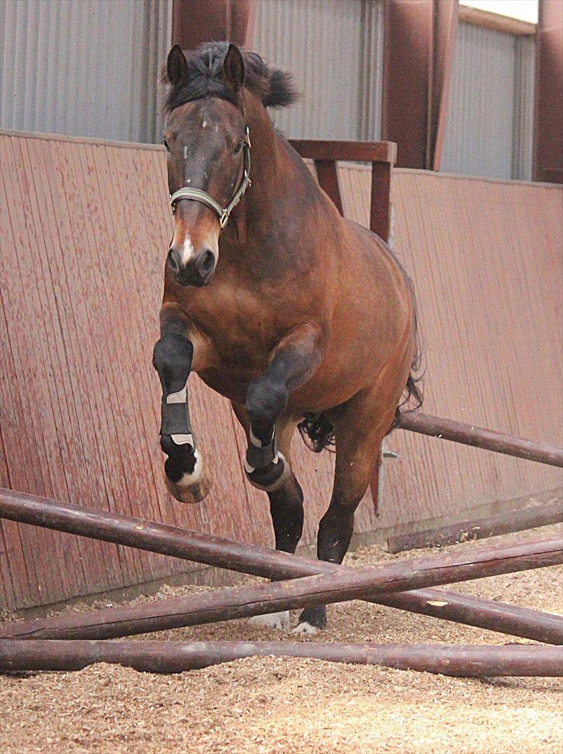 Oldenborg Felix Dupont - 1. billede 1