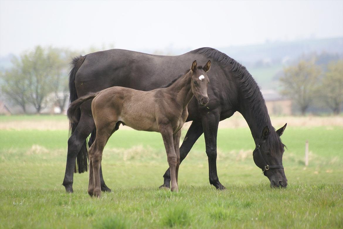 Trakehner Granat - Granat 2 mdr billede 15