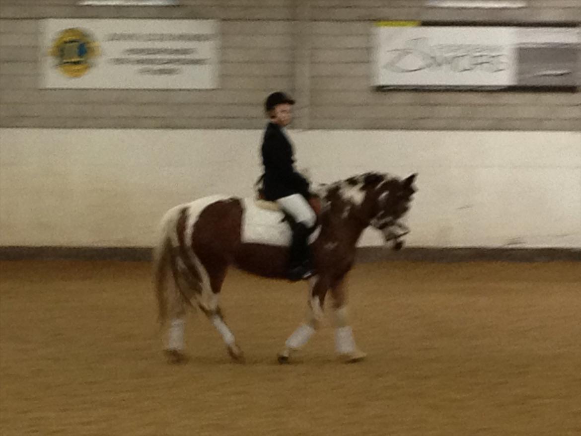 Pinto Diamond<3. billede 15