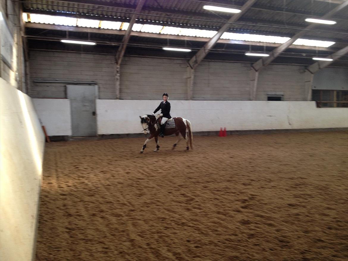 Pinto Diamond<3. billede 16