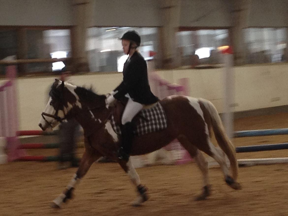 Pinto Diamond<3. billede 18