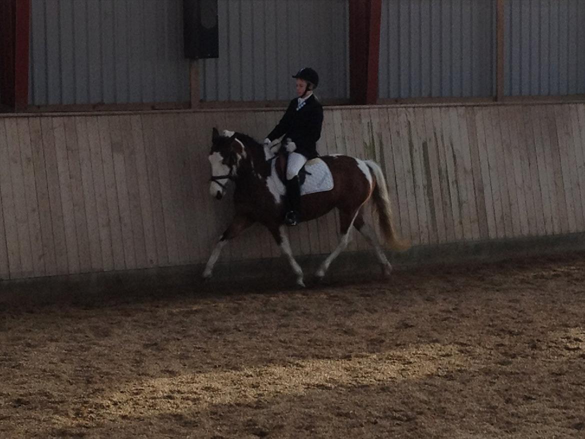 Pinto Diamond<3. billede 1