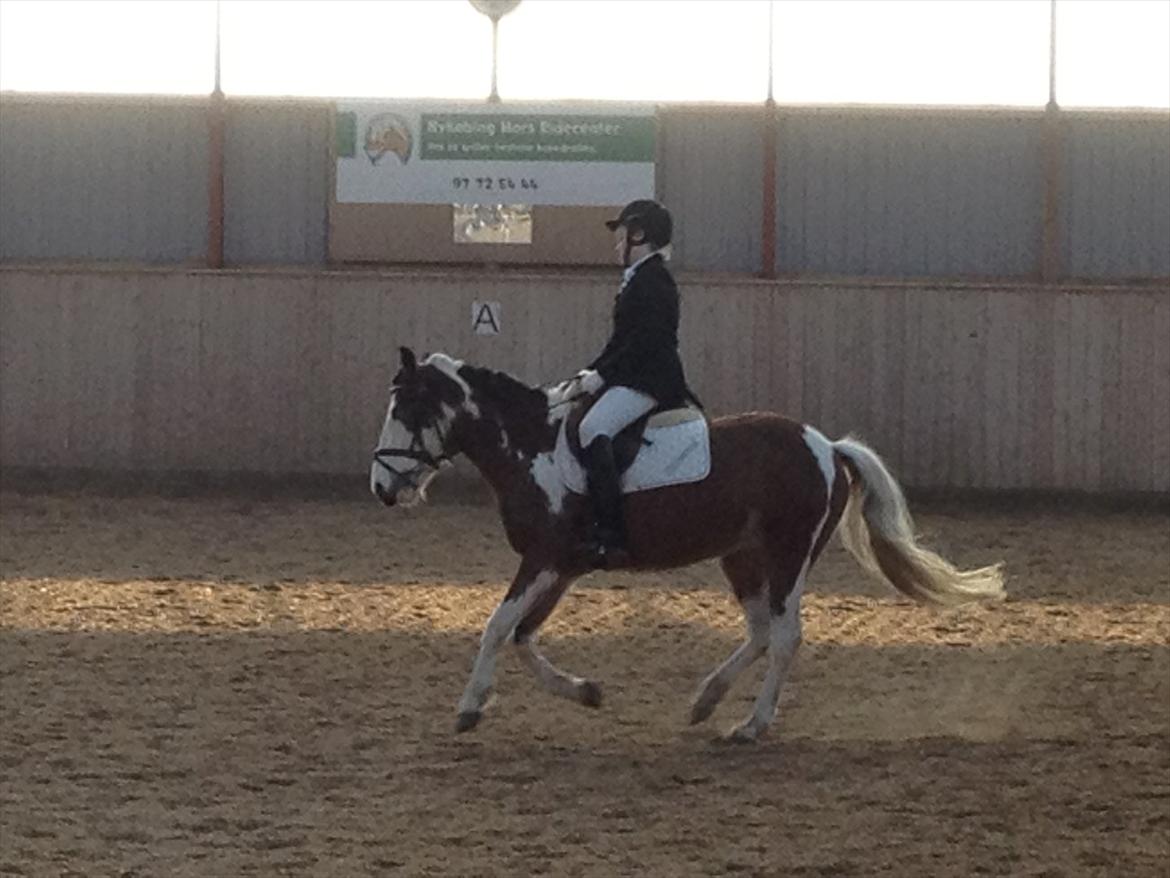 Pinto Diamond<3. billede 6