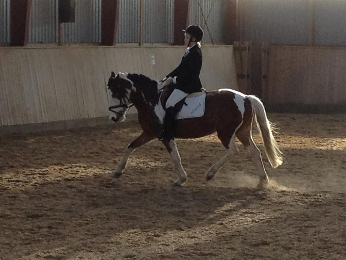 Pinto Diamond<3. billede 13