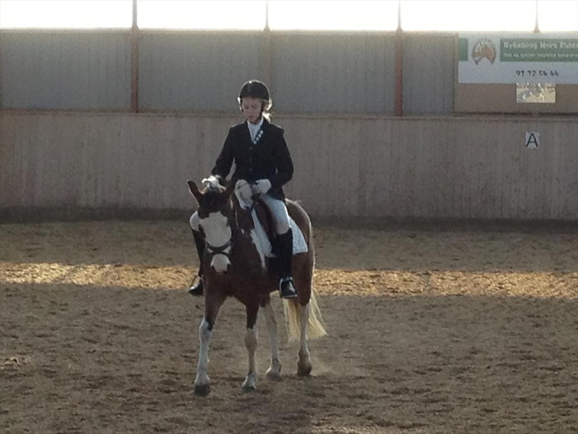 Pinto Diamond<3. billede 19