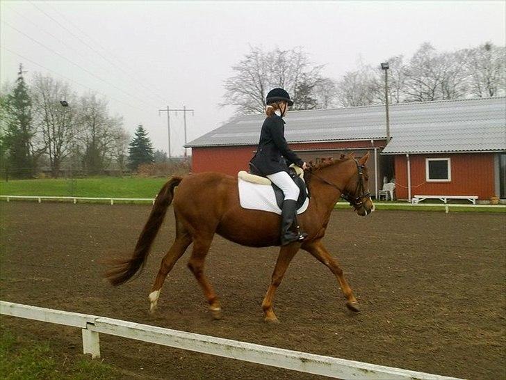 New Forest Damgårds Maja billede 6