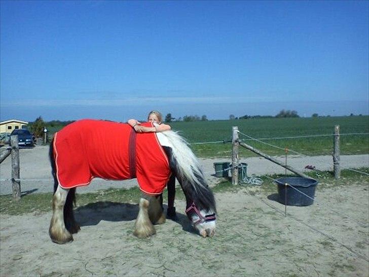 Irish Cob Esmaralda billede 2