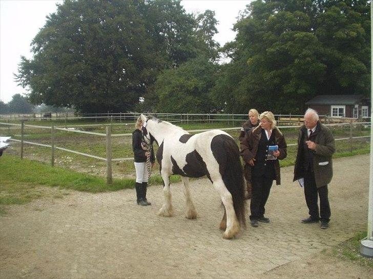 Irish Cob Esmaralda billede 7