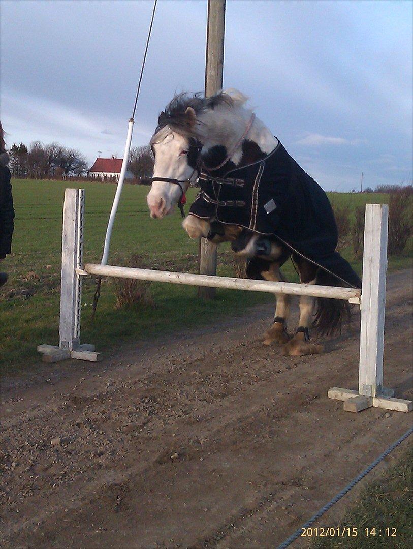 Irish Cob Esmaralda billede 11