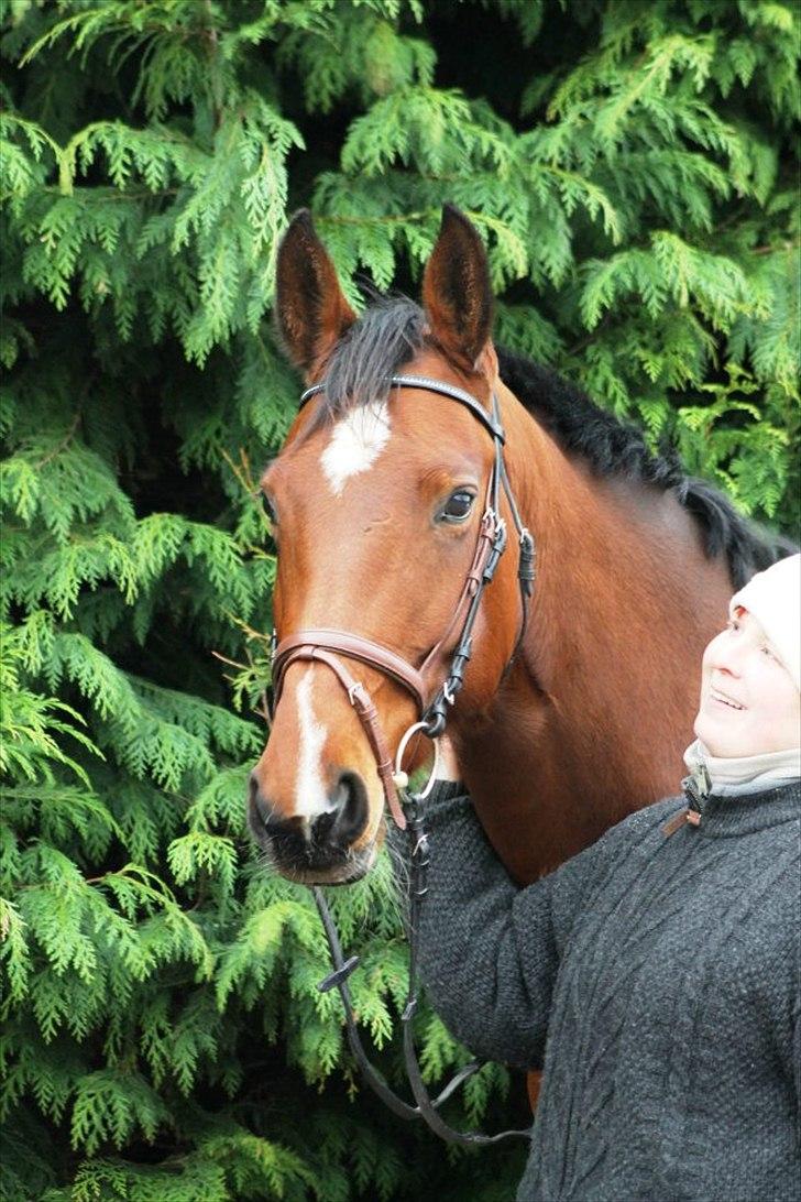 Dansk Varmblod Starlights Yasmin - Smukke himmelhest billede 10